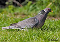 Columba fasciata